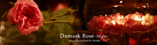 DamaskRose-Night-